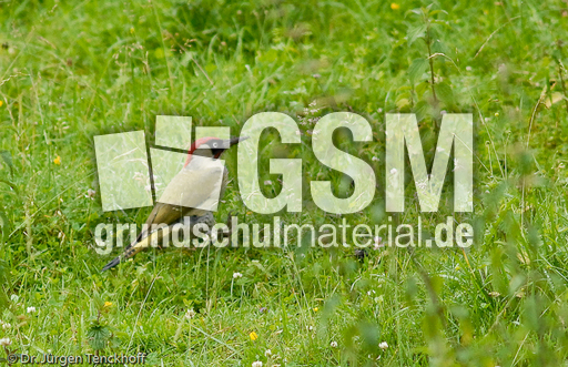 Grünspecht (1 von 3).jpg